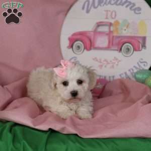 Gracie, Bichon Frise Puppy